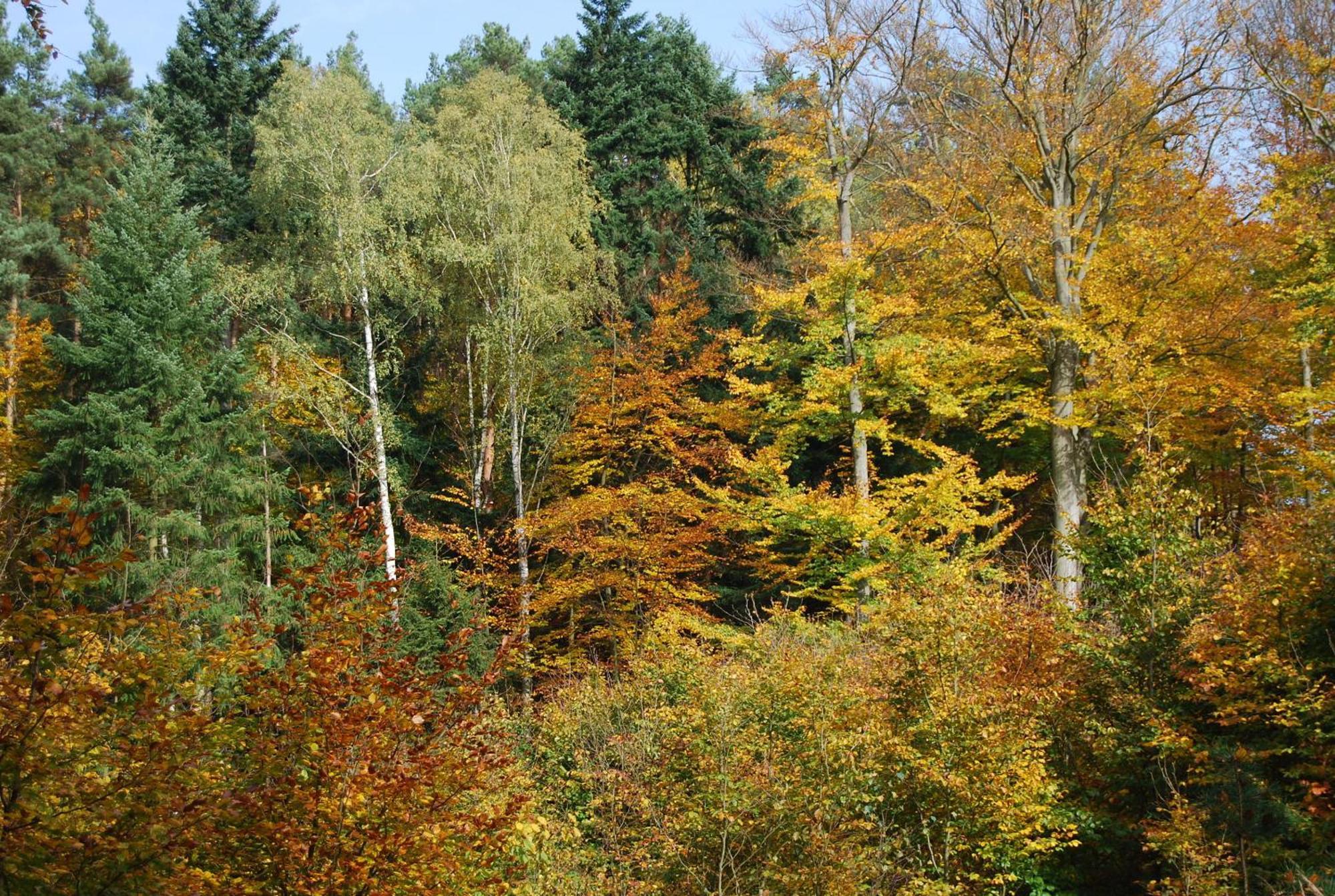 Osrodek Wypoczynkowy Laguna Chalet